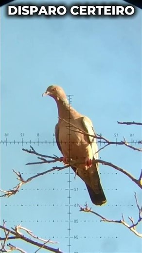 MELHOR CLOSE DE ASA BRANCA