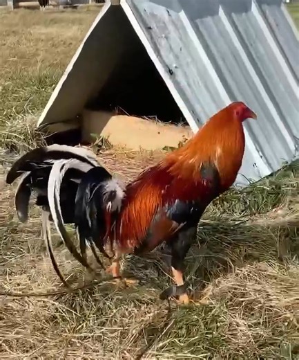 Golden boy sweater | Sycamore Valley Game Fowl Farm