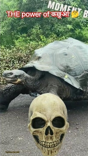 🤫😱The power of कछुआ #viral #animals #shorts #video #कछुआ 🤔