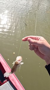 THIS is a RARE crappie in this creek! Don’t catch many this size! #reelsvideoシ #followmeシ゚ #kidkrappie #reelschallenge #bnmpoles #tips #reels #fishing #crappie #creek | KidKrappie