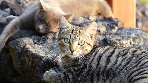 Statewide pet sterilization program in the works - and owners face $1k fines