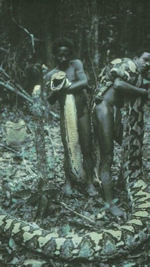Two local hunters with a man-eating python they caught. Philippines, 1970.