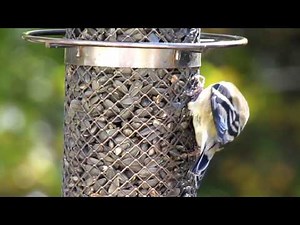 Movie Test on Canon SX30 IS Zoomed in at 35x (840mm)