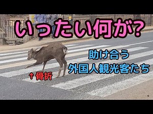 【感動】骨折した奈良公園の鹿 外国人観光客たちに助けられ生き延びる