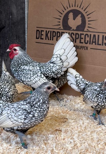 Silver Black-Laced Sebright Chickens: Elegance in Feathers