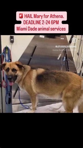 ‼️ This girl is in need of a rescue or adopter. Preferably an experienced handler who can give her time and space to decompress. She has been at the shelter in Doral and is very over stimulated. Notes of her state she has kennel reactivity and may redirect to handler. Please if you are willing to give her a chance please email adoptmiamipets@miamidade.gov with her ID A 2759408 Time is of the essence ! #Urgent #deadline #euthanasia #miamidade #Miami