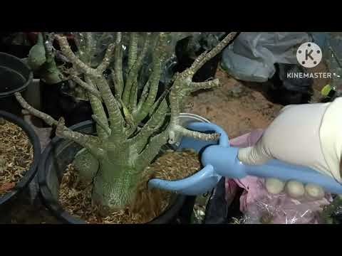 How to repot Arabicum adenium plant