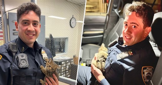 Kitten Who Hitched a Ride on NYC Subway Finds Forever Home
