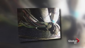 Rodents eating eco-friendly car wiring