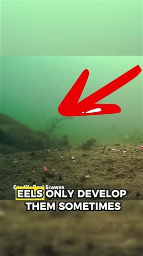 Where Do Eels Come FROM?!!