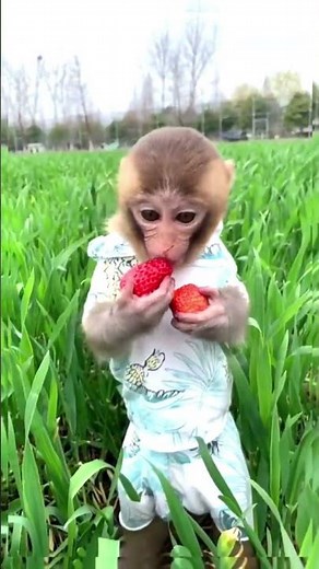 Cute Monkey Eating Strawberry | Adorable Primate Enjoying a Sweet Treat | Animal Vised