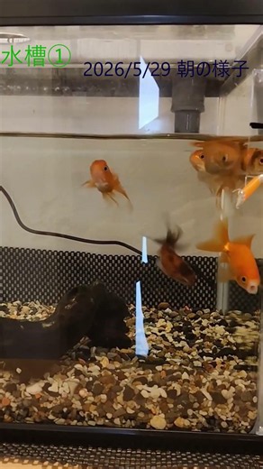 2026/05/29 朝の金魚たち（水槽①） #アクアリウム #水槽部屋 #癒し #金魚 #観賞魚 #水槽部屋 #可愛い