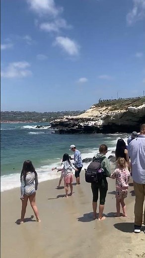 Baby Seals at La Jolla Cove | Famous Beach #LaJollaCove #BabySeals #SanDiego #California #Nature
