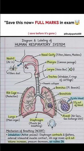 Human Respiratory System 🌬️🫁From nostrils to alveoli — understand every label clearly for exams