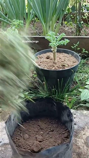 I Put Peanut Shells in My Garden... Here's Why