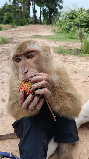 6.1K views · 98 reactions | Monkey SokYaa Rescue Animals Around The...