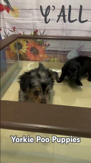 Yorkie Poo: The perfect blend of cute and cuddly. #yorkiepuppy