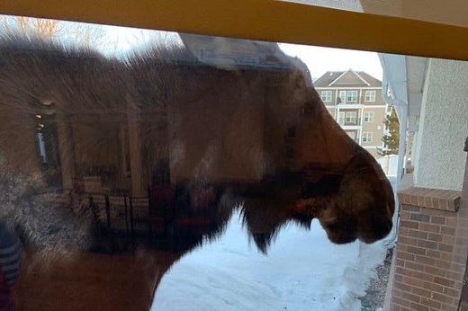 A moose tries to climb into a Tisdale, Sask. retirement home.