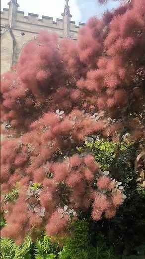 Amazing Smoke bush Cotinus Coggygria flowers in Garden # Bristol Cathedral🥰🥰.