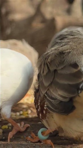 Little bird sounds, Zebra finch sounds
