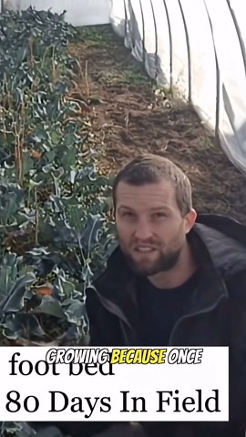 Why broccoli might be one of the most profitable crops to grow