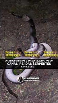 A mussurana eating another mussurana! #snake