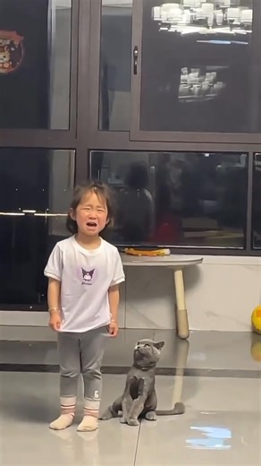 Cat as Hollywood actor 🐈 #cats #catvideos #catlover #kittens #Hollywood #actor #entertainment #celebrity | Cat Funny Videos 018