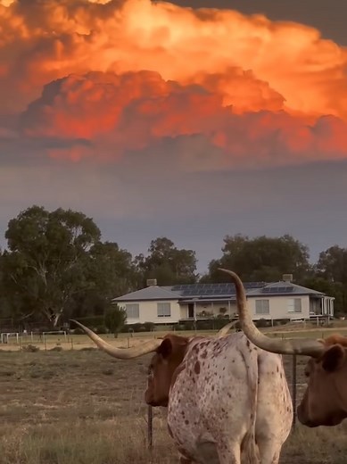 Country vibes in Moree NSW✨️ 📸 IG/lucymorris_ #Moree #TourismMoree #CountryAustralia #FeelNSW #NewSouthWales #SeeAustralia