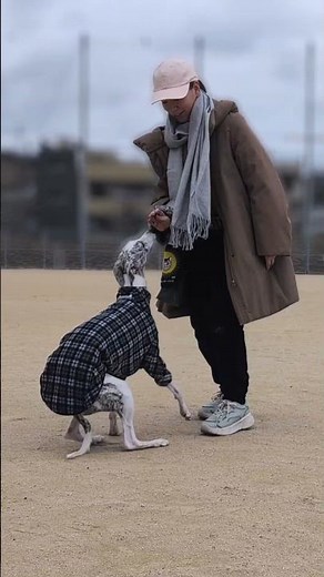 Whippet Training — A Whippet at Heart ウィペットとのトレーニングと突然スイッチの入るウィペット#whippet #ウィペット #sighthound