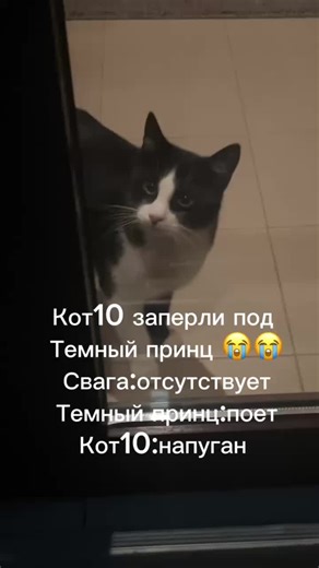 Heartfelt Moments: Sad Cat Meowing Sounds Compilation