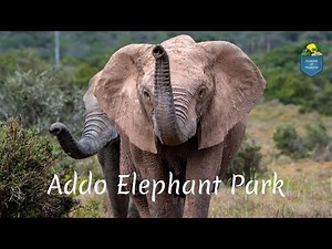 Der Addo Elephant National Park in Südafrika 🐘
