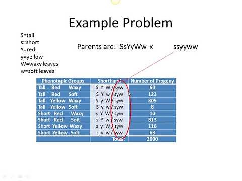 Genetics Tutorial Determining Gene Order for 3 point linkage mapping