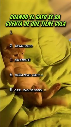 Cuando el gato se da cuenta de que tiene cola