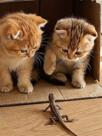 Kittens and Lizards: Adorable First Encounter