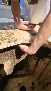 Bare handed bee rescue 🤙🐝 Watch more here https://story.snapchat.com/p/4e9c084f-762c-40c3-ac2c-ba47d792c932/375189228773376 #bugs #bees #animals #nature #insects #satisfying #crazy | Mr. Mrs. Bee Rescue