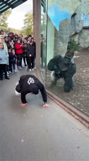 Unlikely Duo: The Breakdancer and the Bodybuilding Gorilla