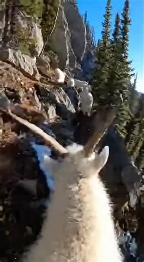 Mountain Goats POV: #goat #chill #asmr