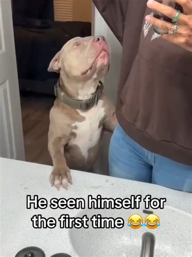 Dogs Hilariously React to Their Reflections in Mirrors
