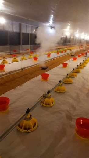 Poultry farm fumigation process#shorts #poultryfarm #fumigation