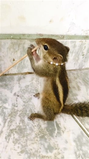 Ruby’s Happy Play Time 🐿️🌿 | Cute & Funny Moments #animals #petsquirrel #cutealert #tinypaws