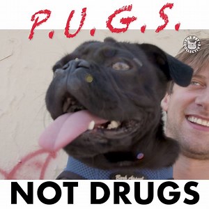 Be cool, stay in school 😎 Get the shirt here! http://bit.ly/pugTshirtFB1 | The Pet Collective