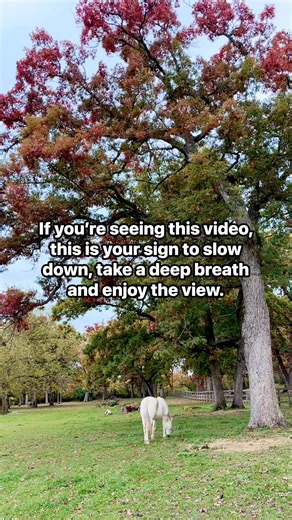 1.4K views · 52 reactions | At Main Stay Farm, we are so grateful for the beautiful land surrounding us. With 40 acres of protected land, there is no shortage of serene landscapes! Whether it's our animals, or humans, who need a breather there is always time to slow down and just be present in nature. #MindfulMoments #naturelovers #horses | Main Stay Therapeutic Farm, Inc. | Facebook