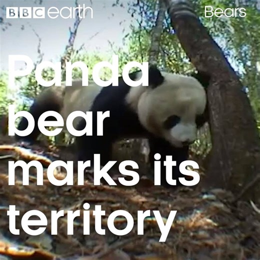 Like many animals, panda bears take pains to mark their territory – but their methods are slightly more unusual... | BBC Earth