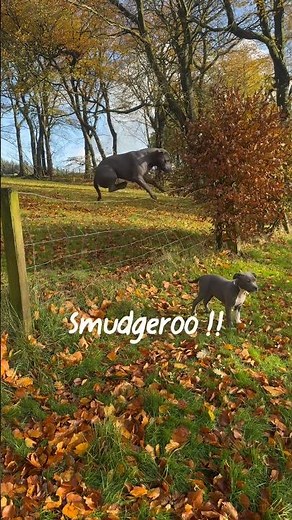 Smudgekins Turns Into Smudgeroo! The Bionic Bed Springs Jump 🐶💚