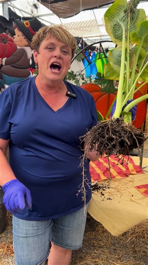 543 reactions · 30 shares | ✨ Garden Tip with Heather Did you know fall is the perfect time to divide your hostas?  Heather shows you just how easy it is to split and replant these hardy perennials — giving you more plants for free and keeping your garden looking fresh and healthy! Stop by for more gardening tips, or shop our greenhouse for fall plants and inspiration.  #GardenTipsWithHeather #HostaLove #PerennialGarden #LutzGreenhouse | Lutz Greenhouse | Facebook