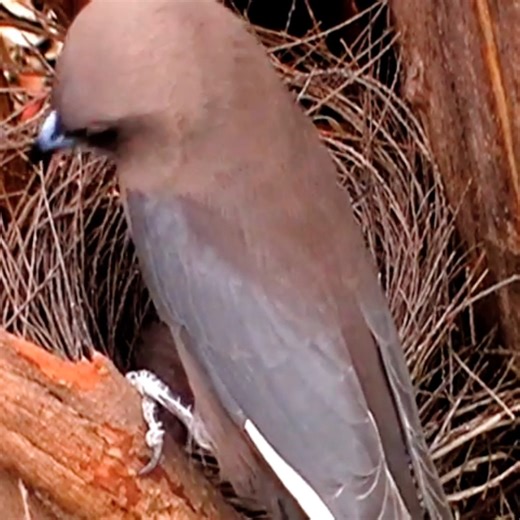 6K views · 514 reactions | Black-faced woodswallow Bird | Review All Birds | Facebook
