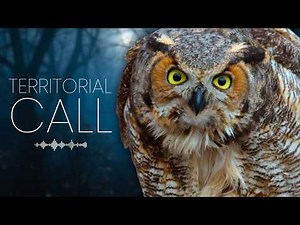 Great Horned Owl — Real Territorial Call (HD, Unedited)
