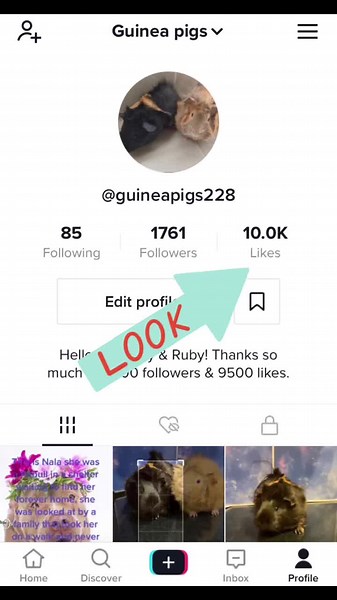 🎉Omg we hit 10k likes🎉 thank you Tik Tok and all my guineapigs fans #10k #foryou #fyp #christmas #halloween #animals #pets #guineapig #milestone #