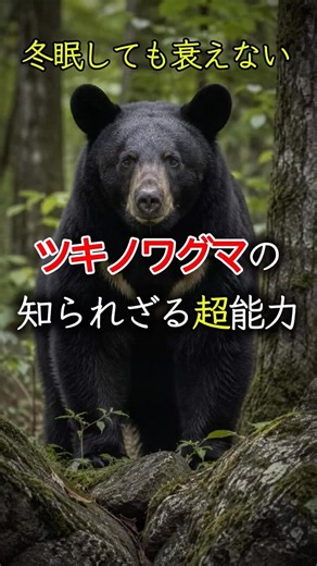 冬眠しても衰えないツキノワグマの超能力