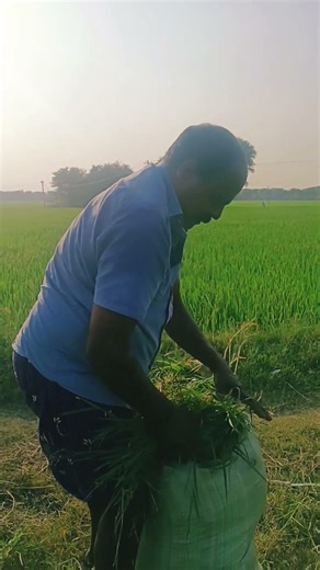 రైతన్న 🙏🙏 #subscribe #agriculture #farming #telugu #yatalamallesham #ytshorts #agro #cultivation#new